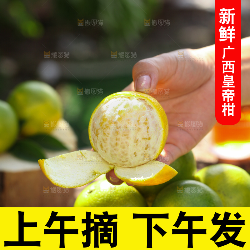 皇帝柑