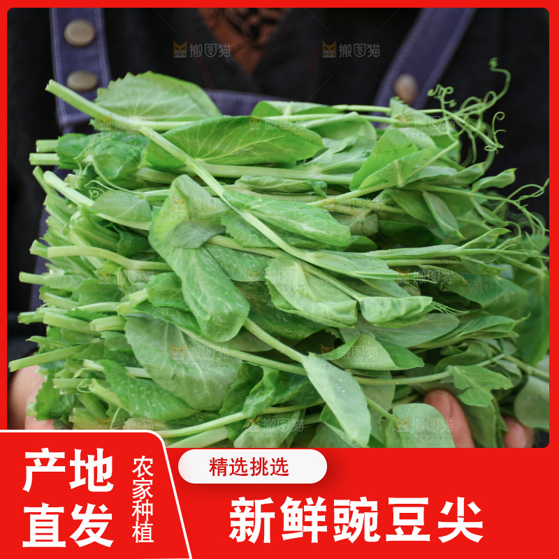 豌豆尖