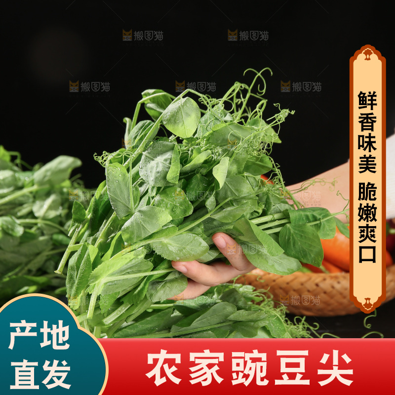 豌豆尖