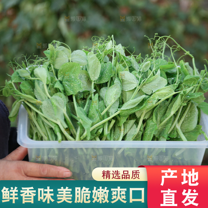 豌豆尖
