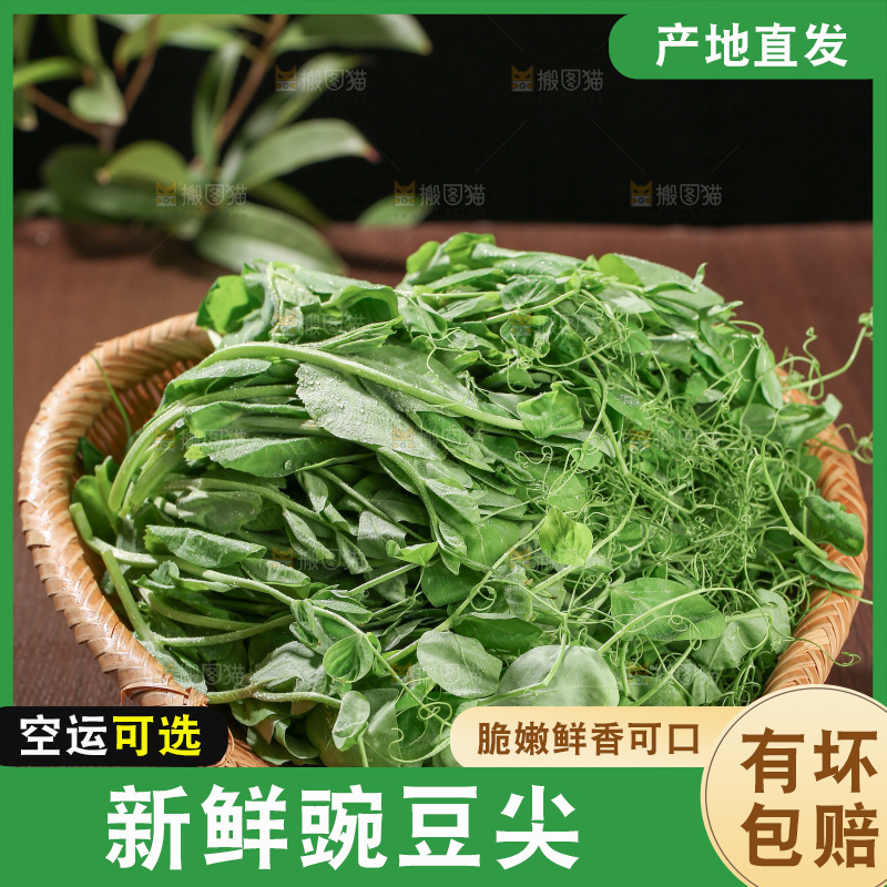 豌豆尖