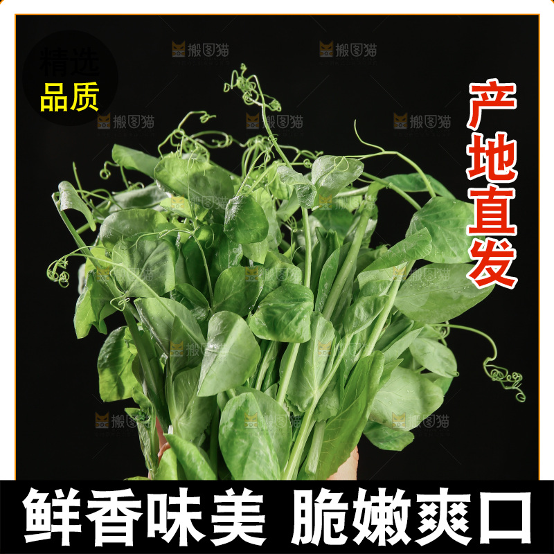 豌豆尖