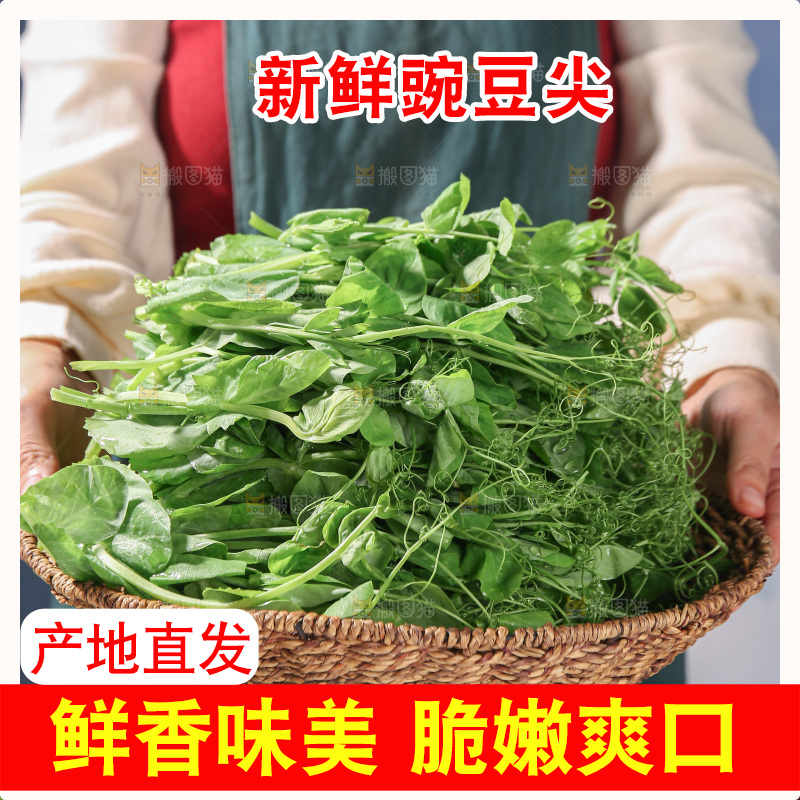 豌豆尖