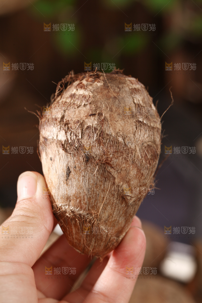 牛奶小芋头