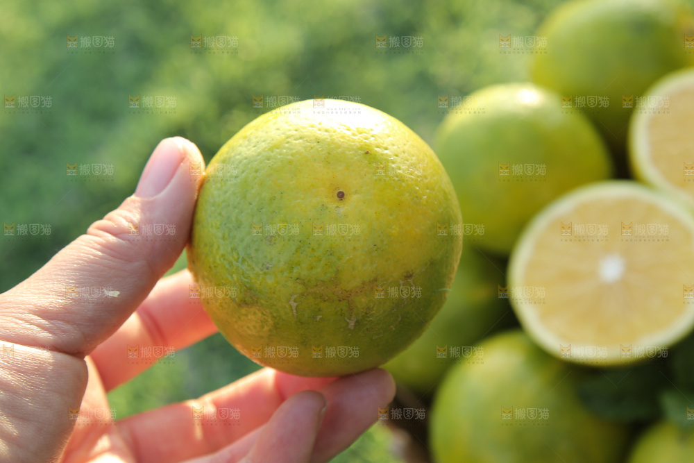 皇帝柑