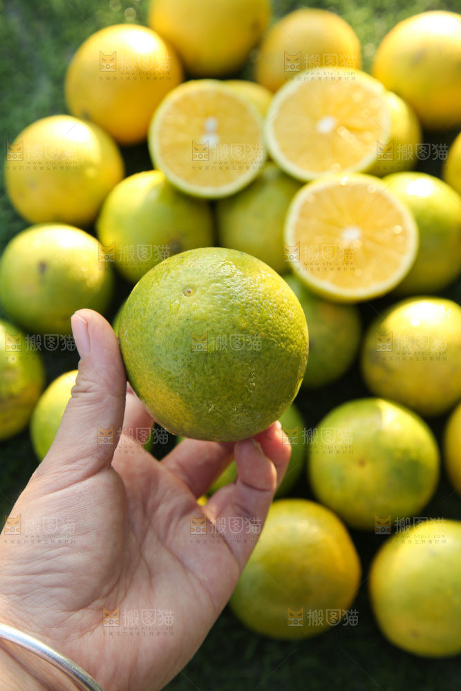 皇帝柑