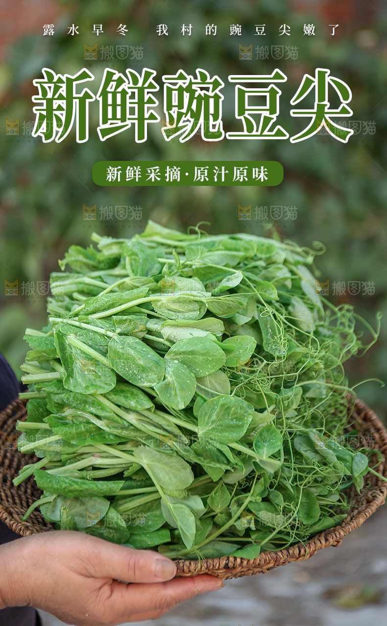 豌豆尖详情页