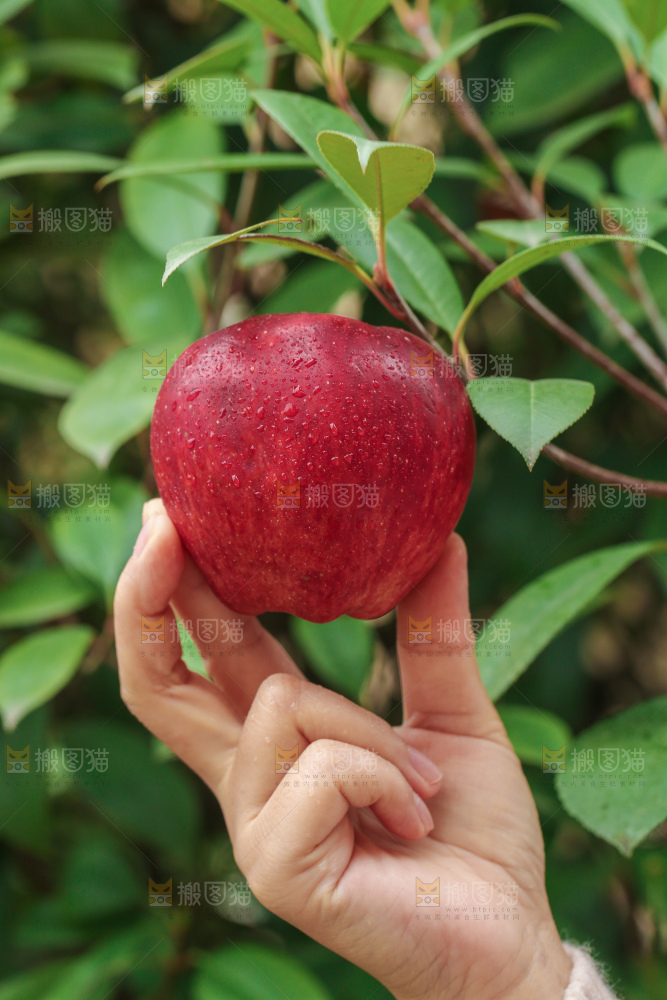 红元帅苹果
