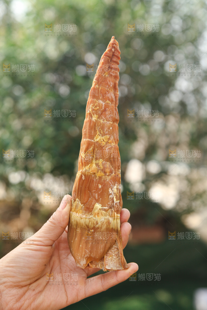 龙笋干