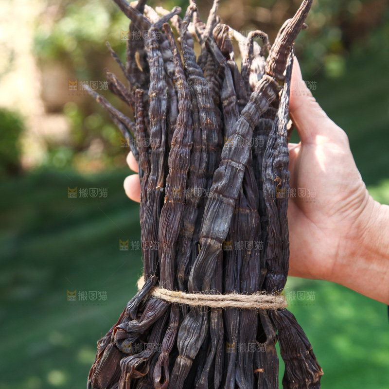 牛尾笋