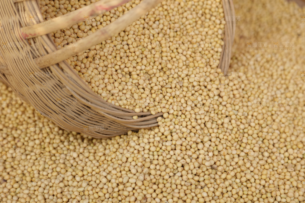 黄豆