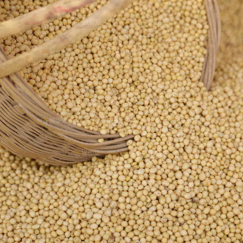 黄豆