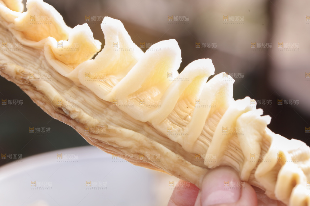 玉兰笋