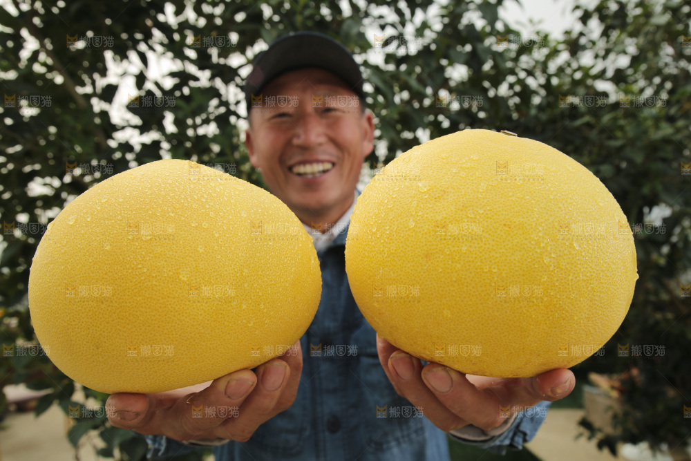 玉环文旦柚