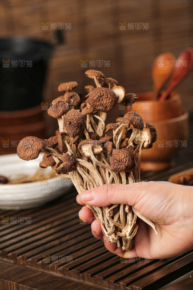 茶树菇