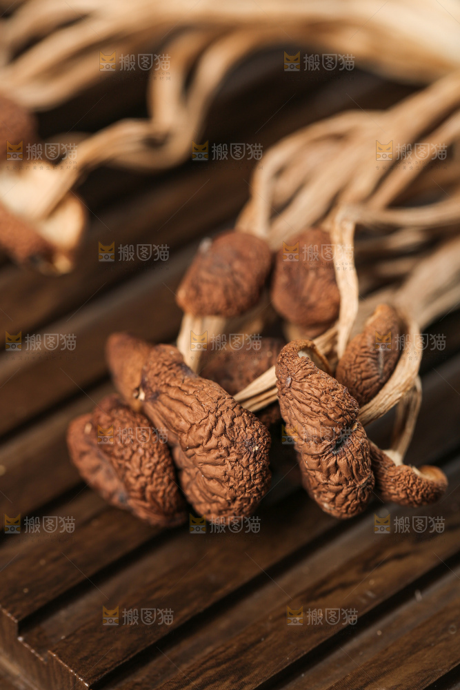 茶树菇