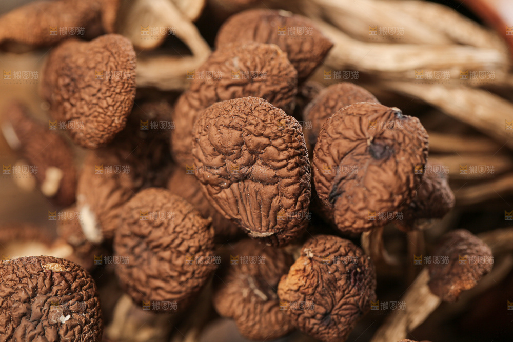 茶树菇