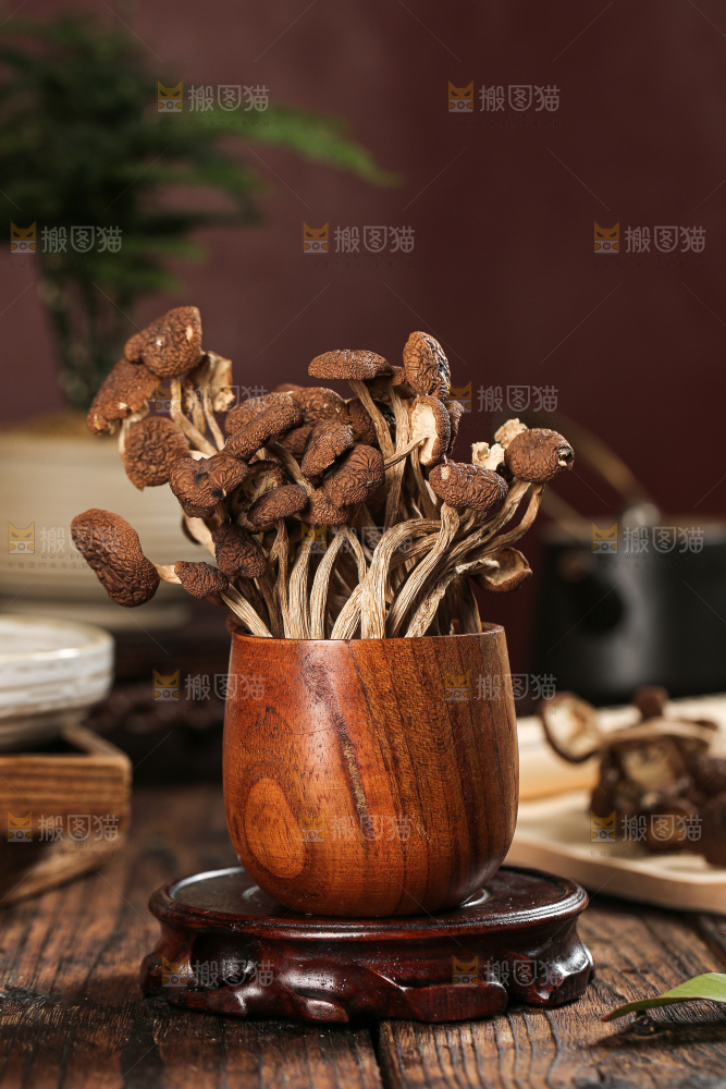 茶树菇