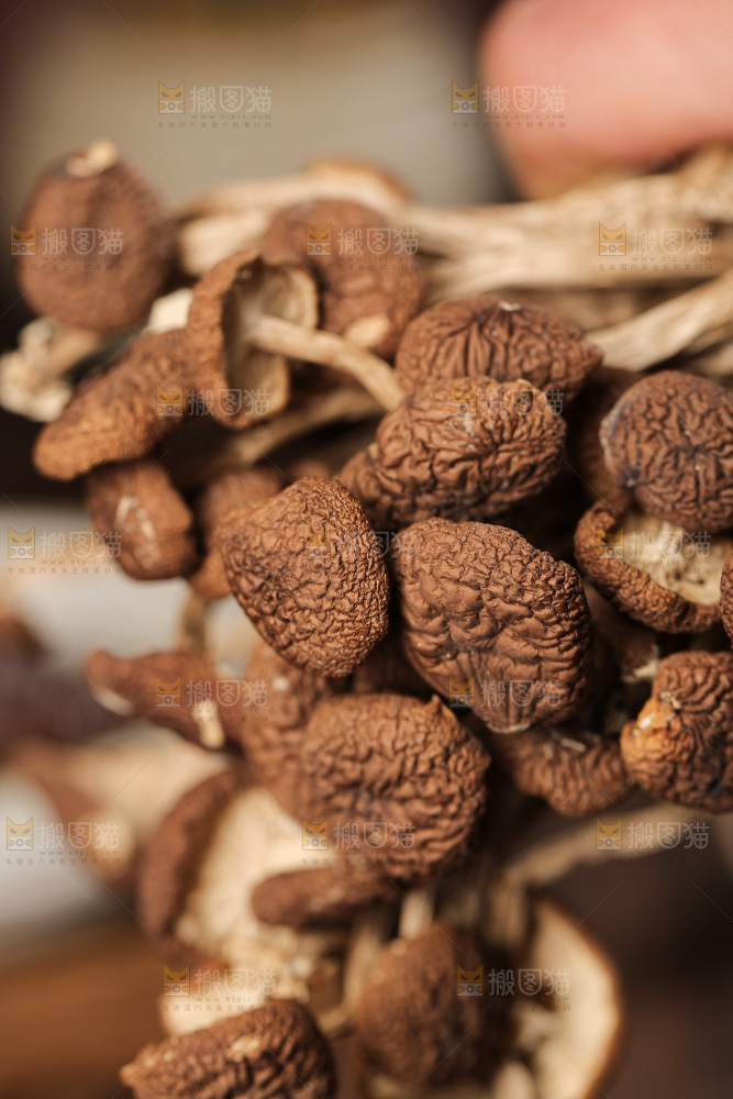 茶树菇