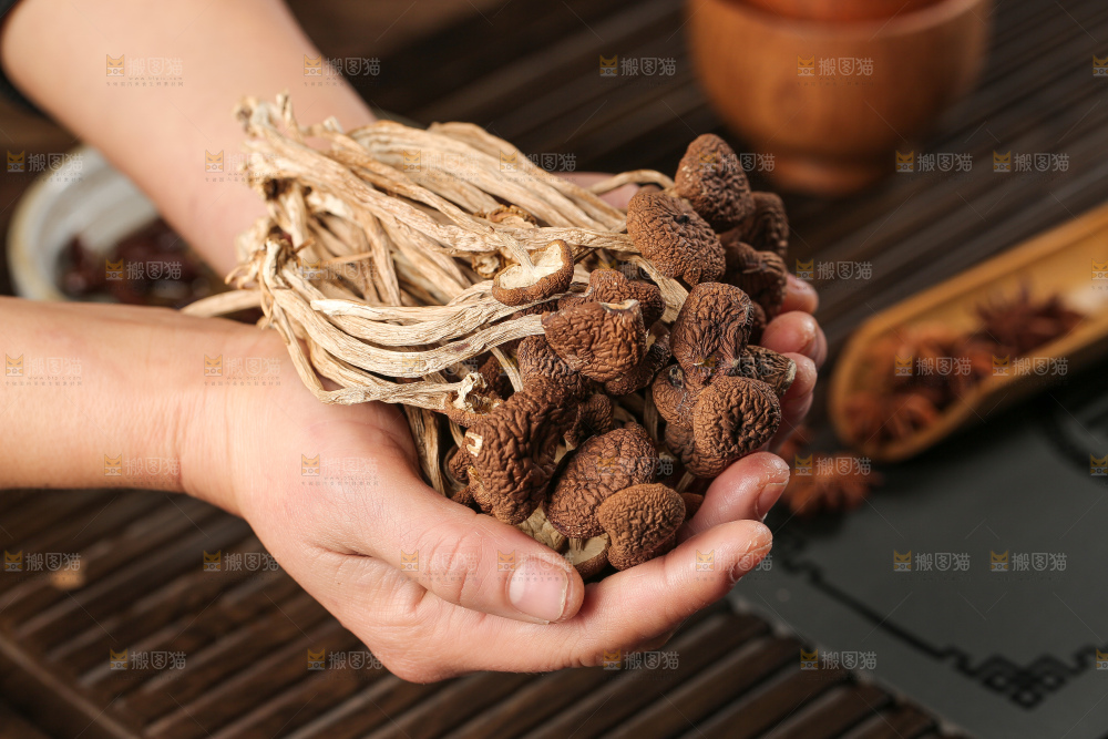茶树菇