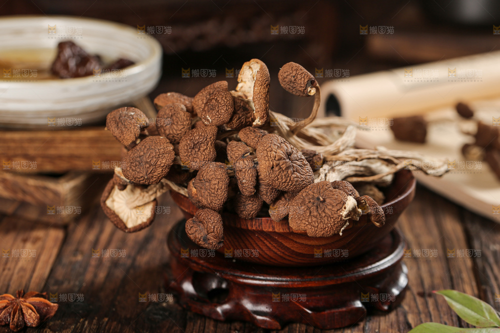 茶树菇