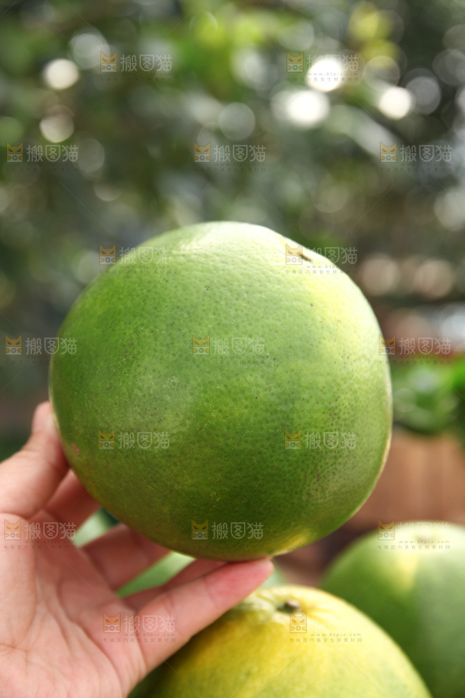 翡翠葡萄柚