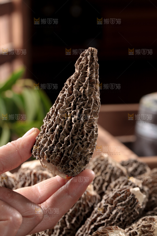 羊肚菌