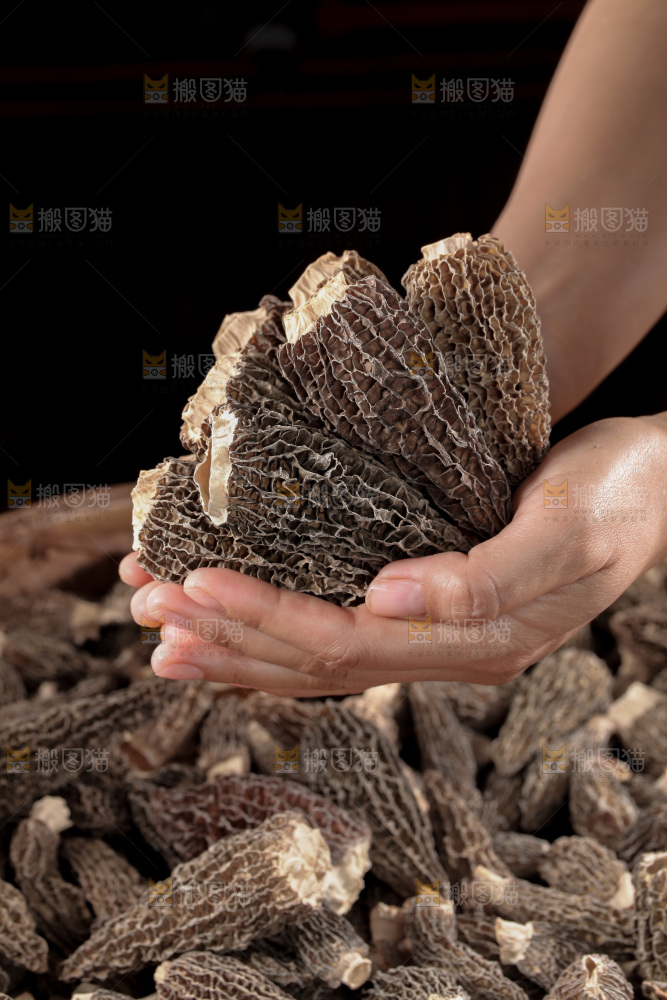 羊肚菌