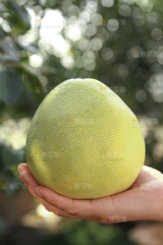 文旦柚
