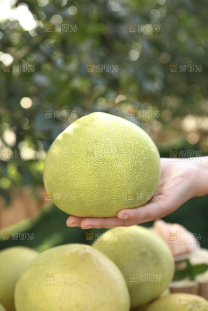 文旦柚