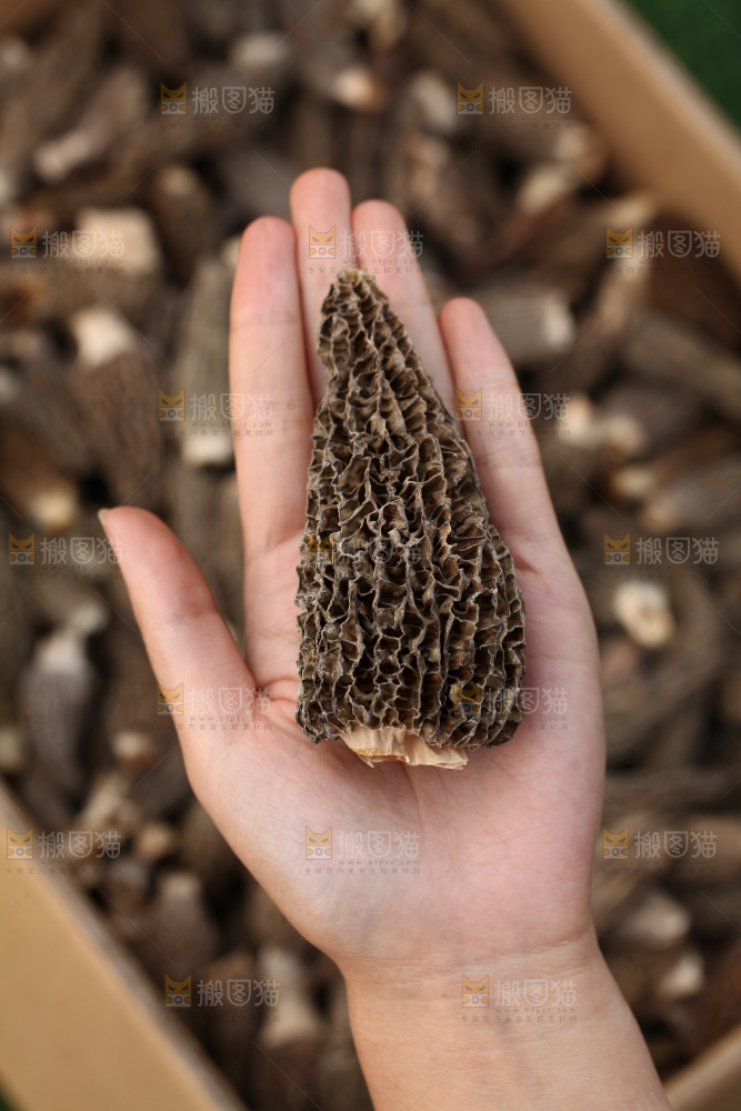 羊肚菌