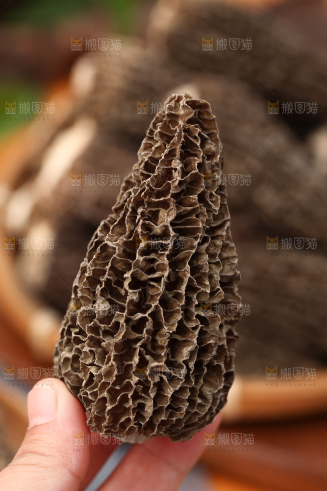羊肚菌