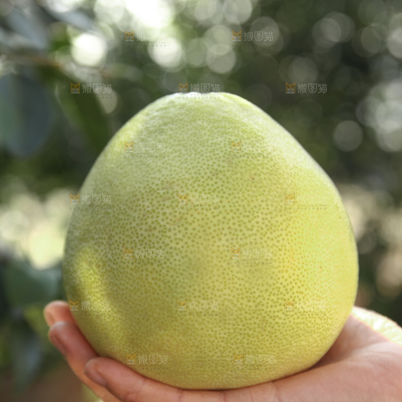 文旦柚