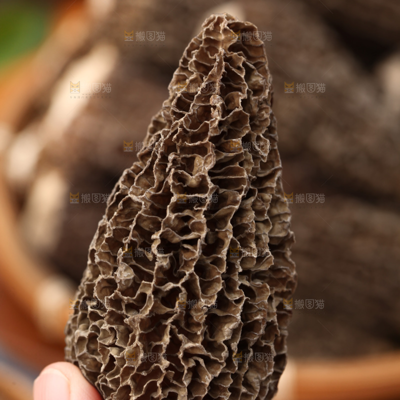 羊肚菌