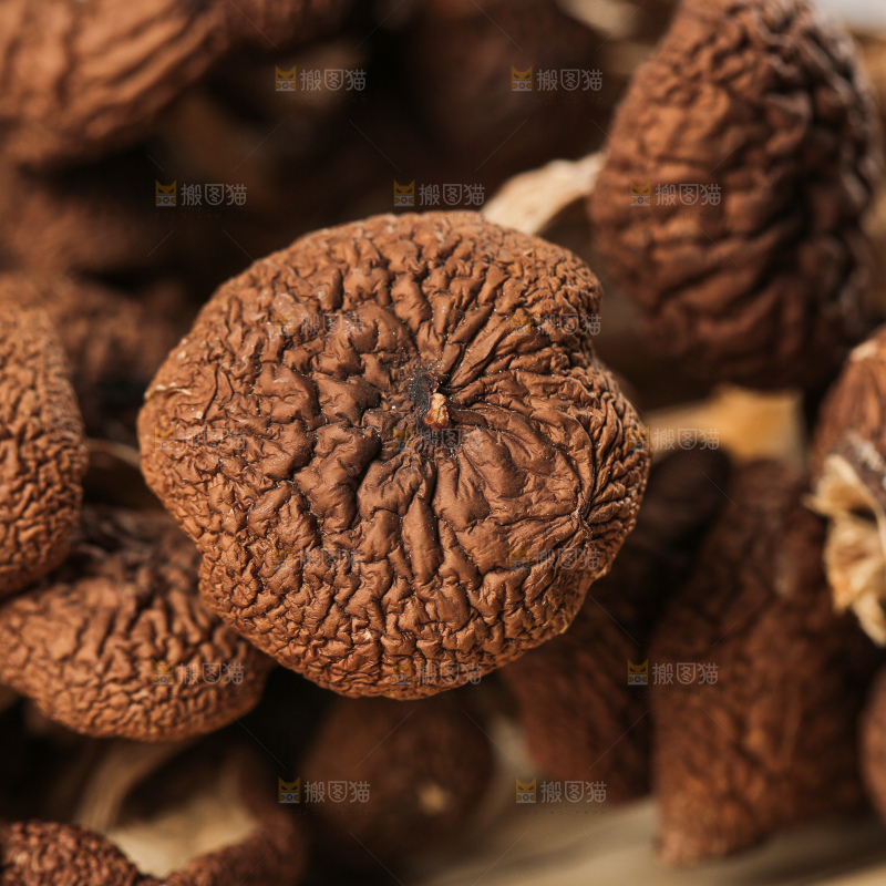 茶树菇
