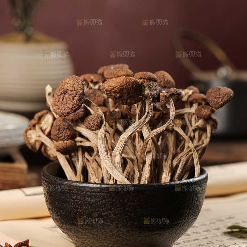 茶树菇