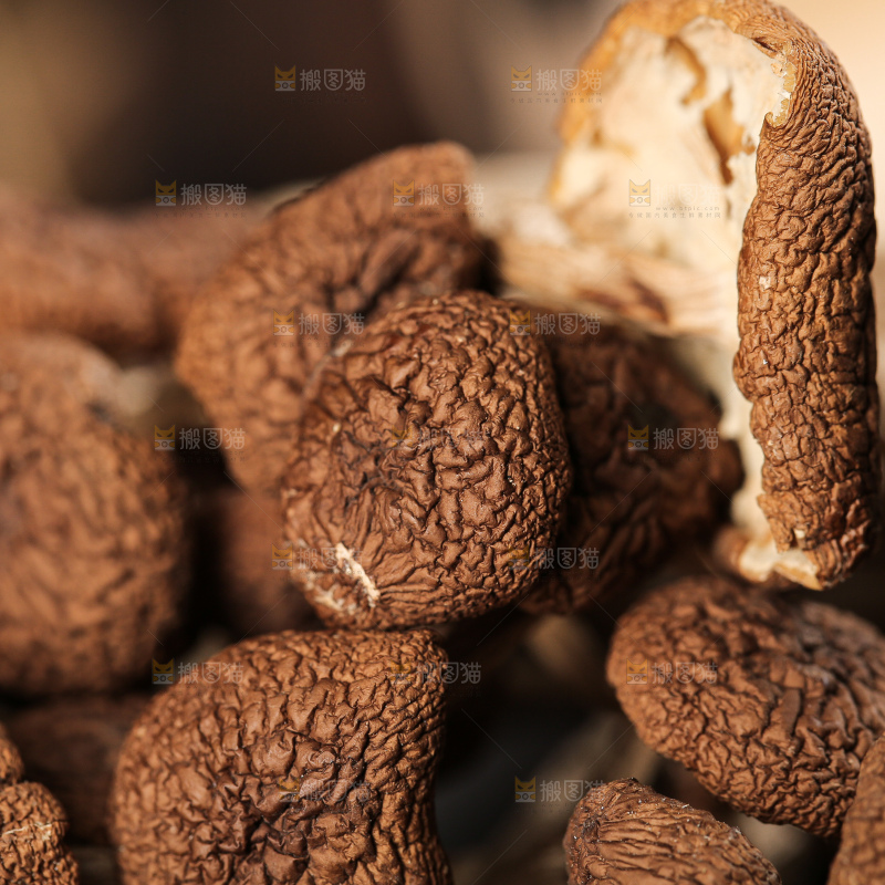 茶树菇
