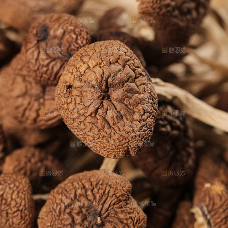 茶树菇