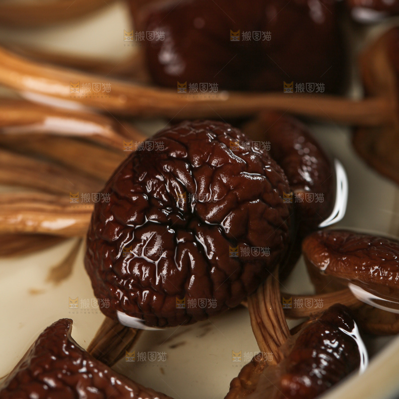 茶树菇