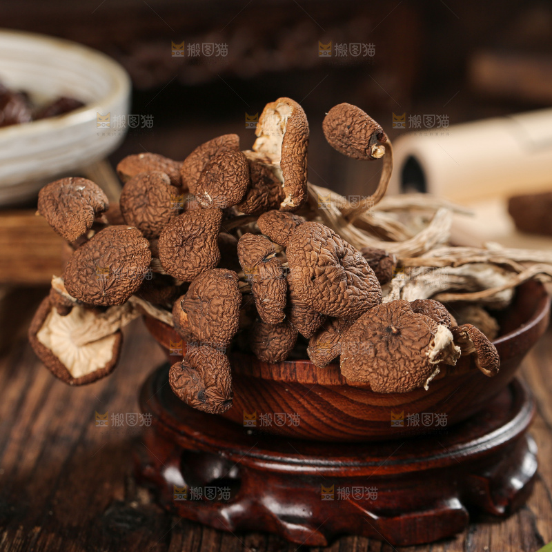 茶树菇