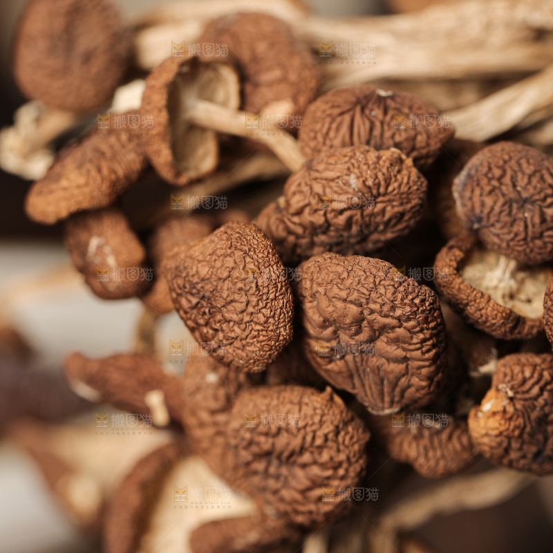茶树菇