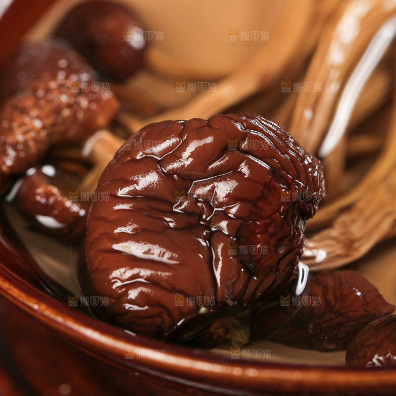 茶树菇