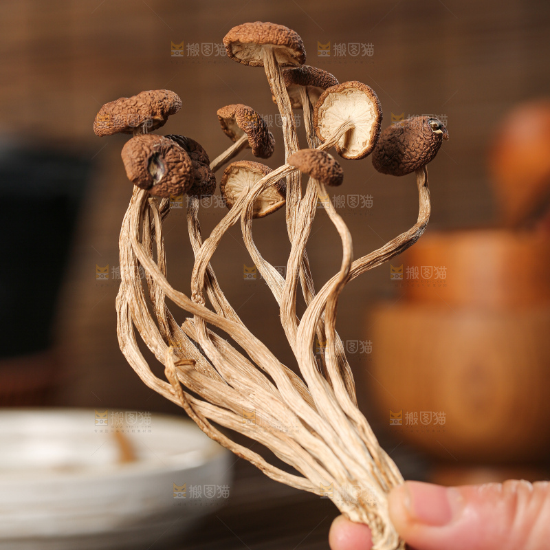 茶树菇