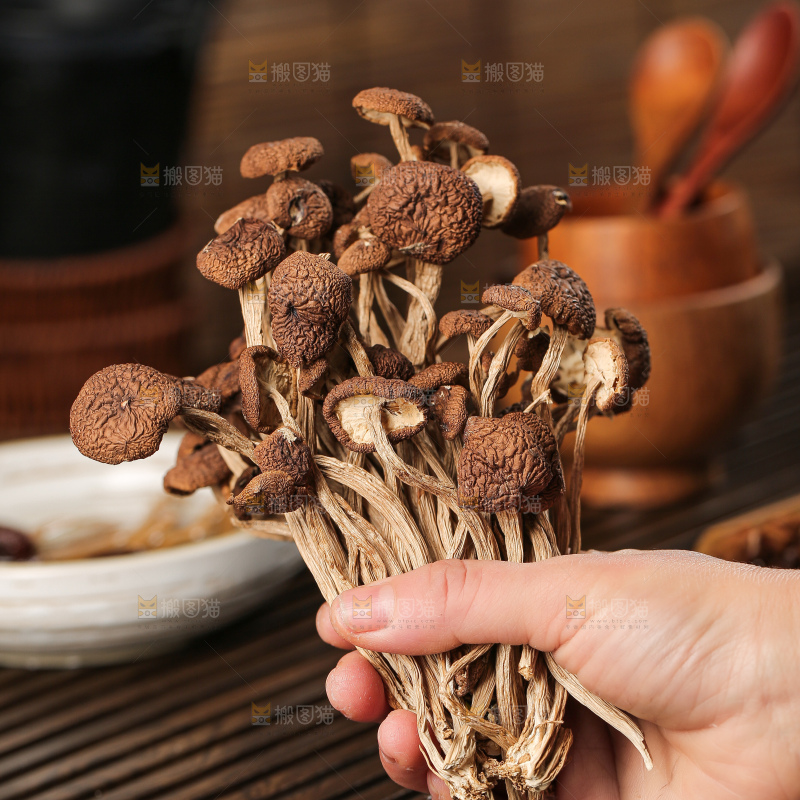茶树菇