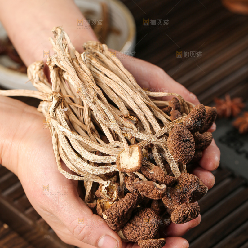 茶树菇