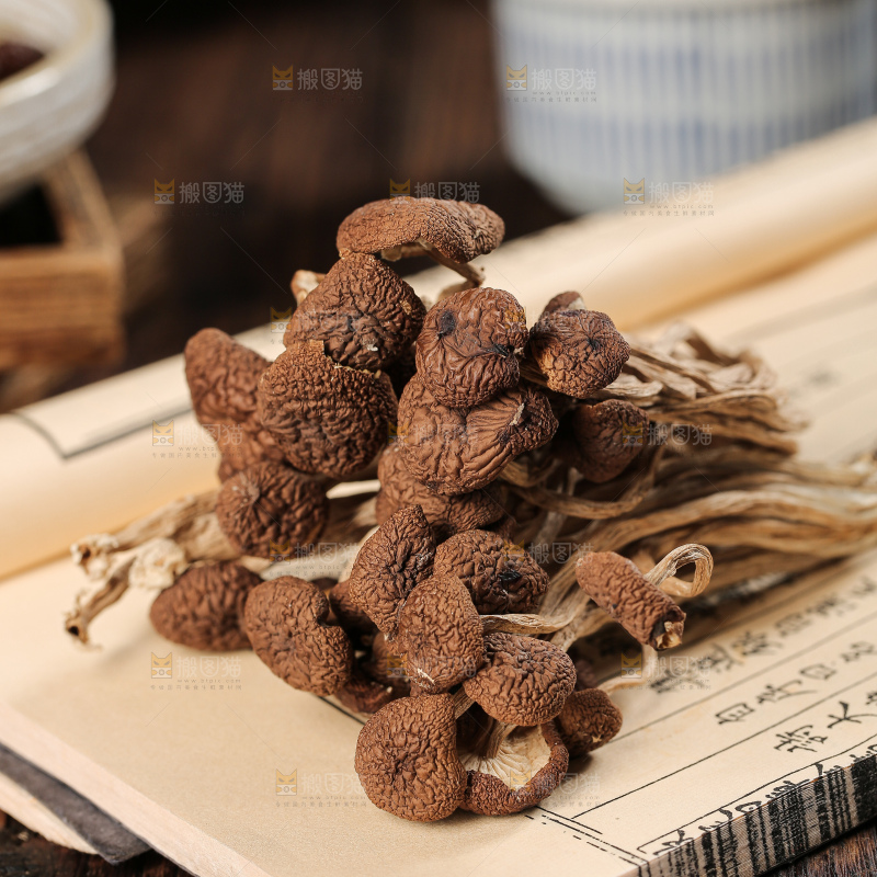 茶树菇