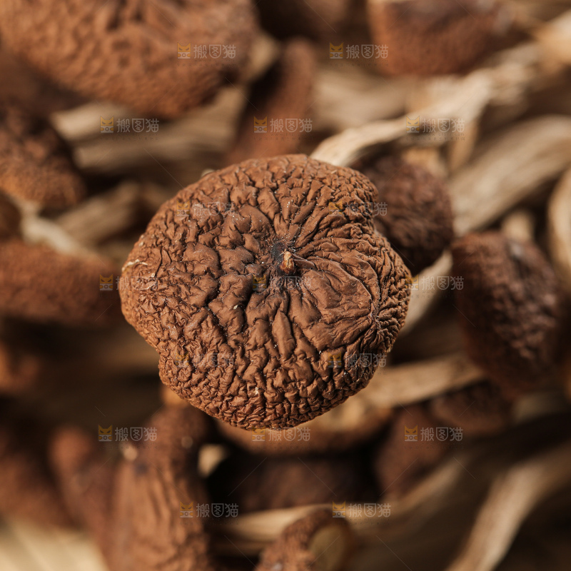 茶树菇