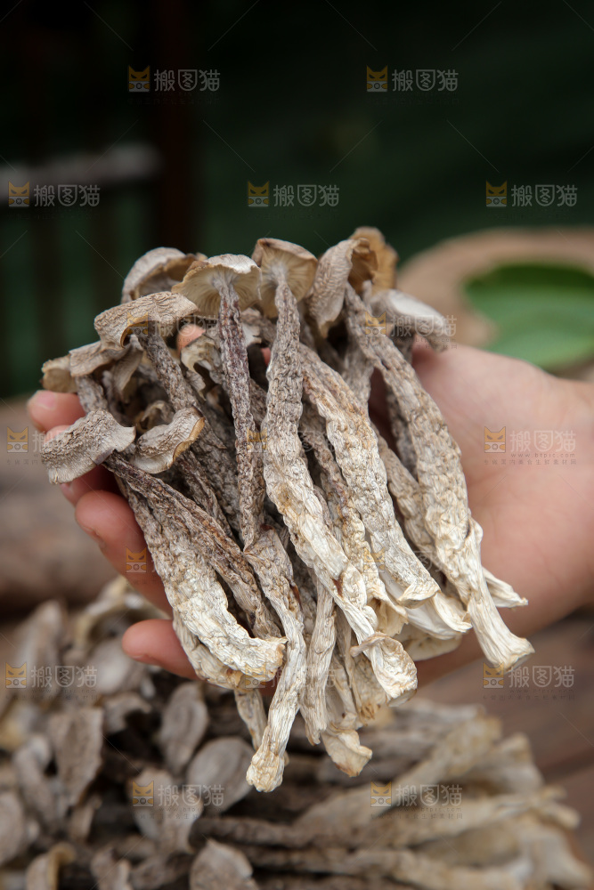 鹿茸菇