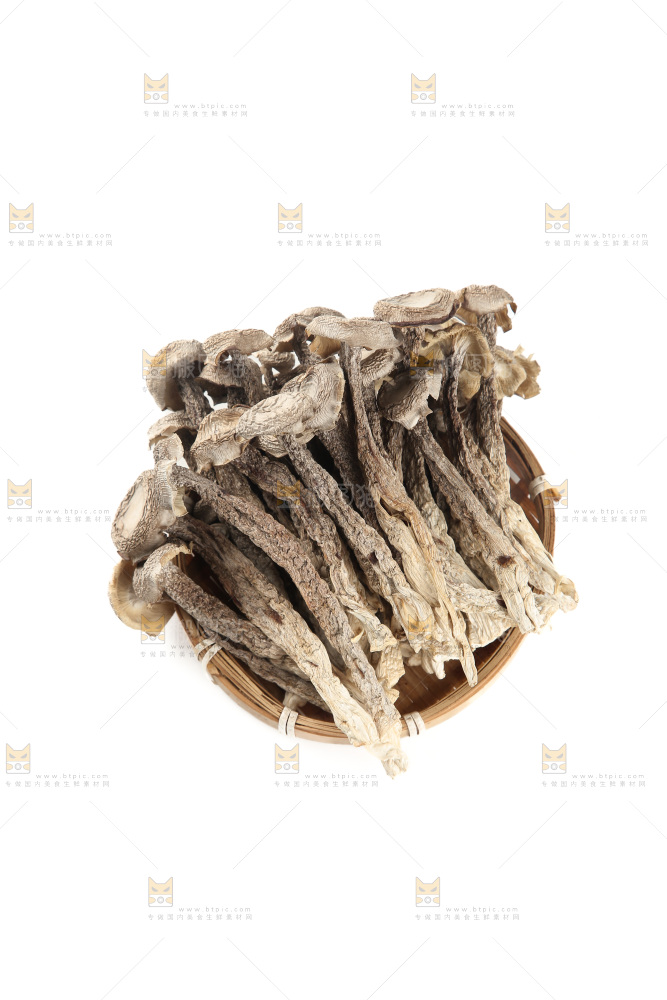 鹿茸菇