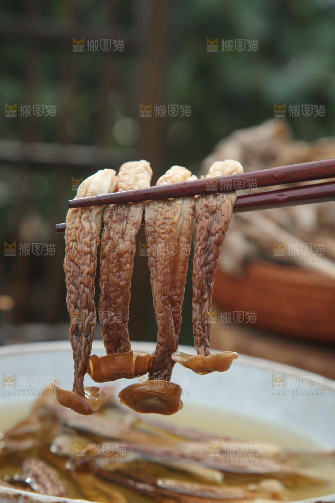鹿茸菇